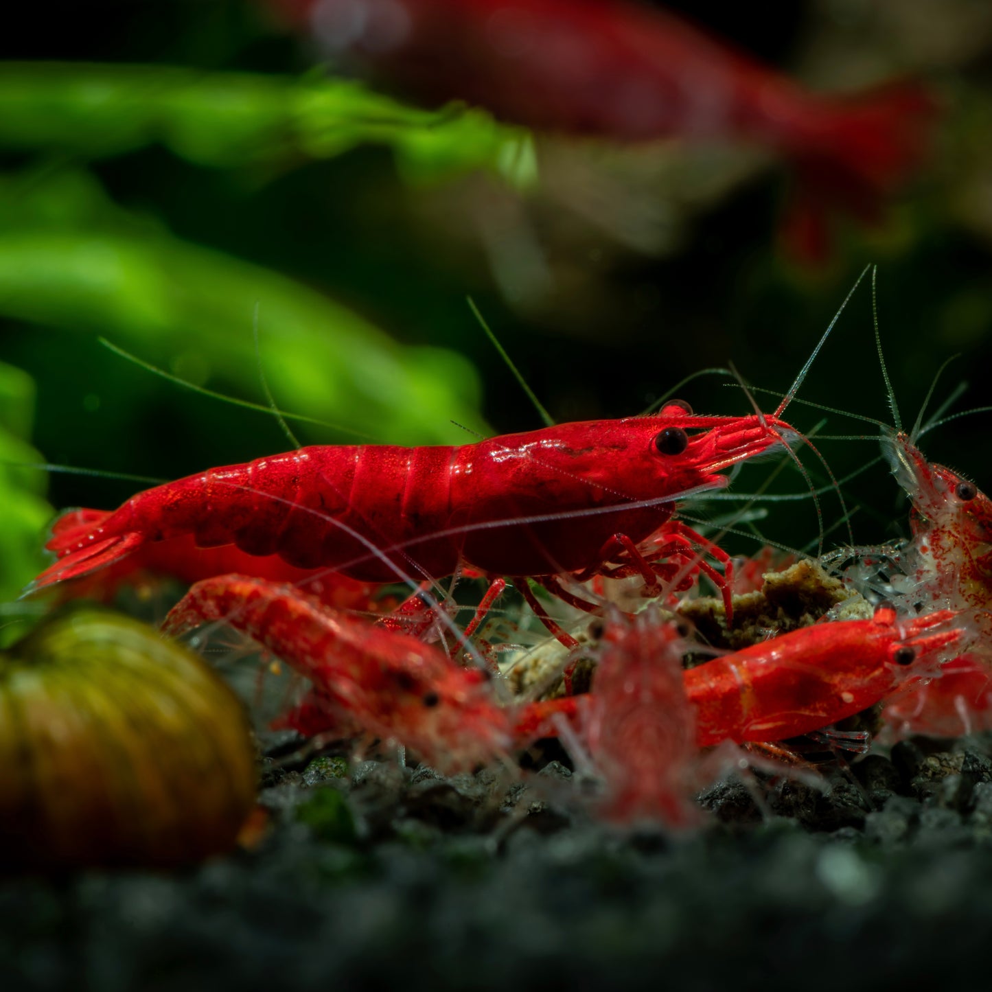 Fire Red Cherry Shrimp