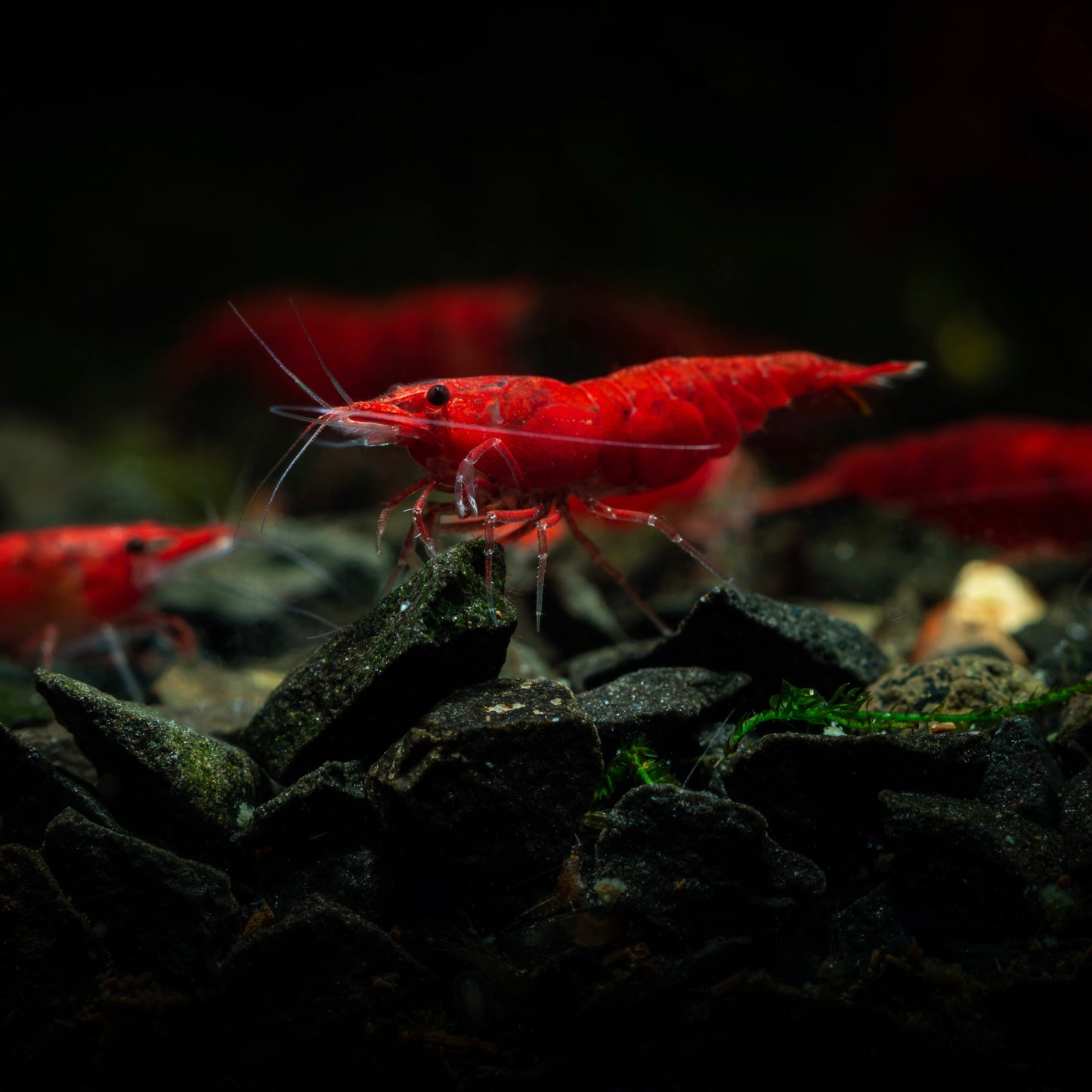 Fire Red Cherry Shrimp